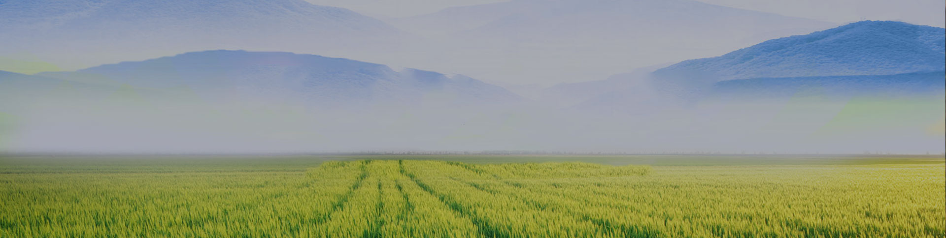 野谷集團網站|一網天行-網站建設小程序APP系統軟件開發(fā)公司