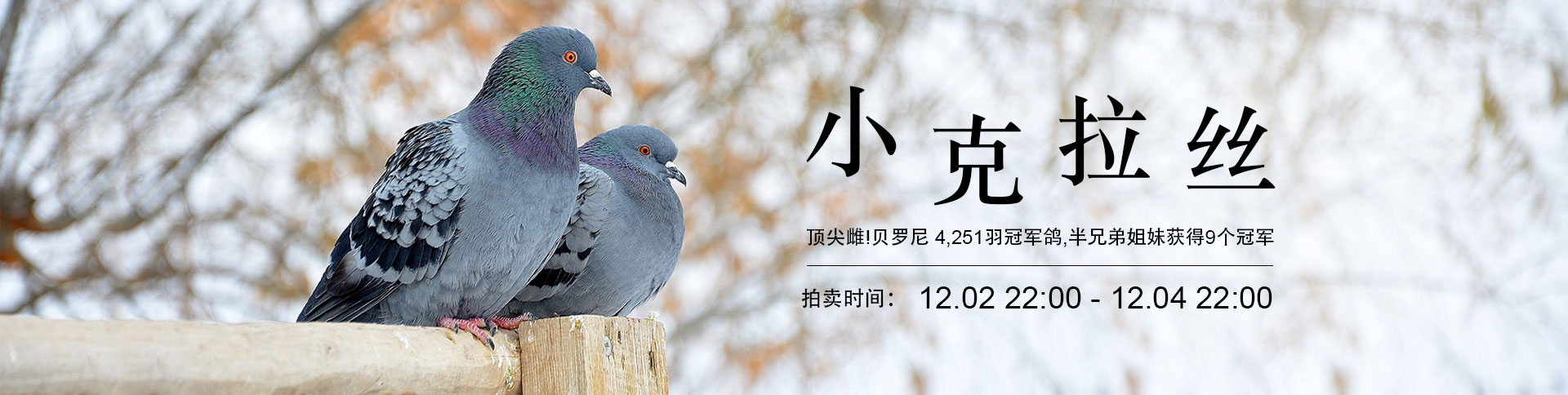 鴿天下-在線拍賣(mài)電商平臺(tái)|一網(wǎng)天行-網(wǎng)站建設(shè)小程序APP系統(tǒng)軟件開(kāi)發(fā)公司